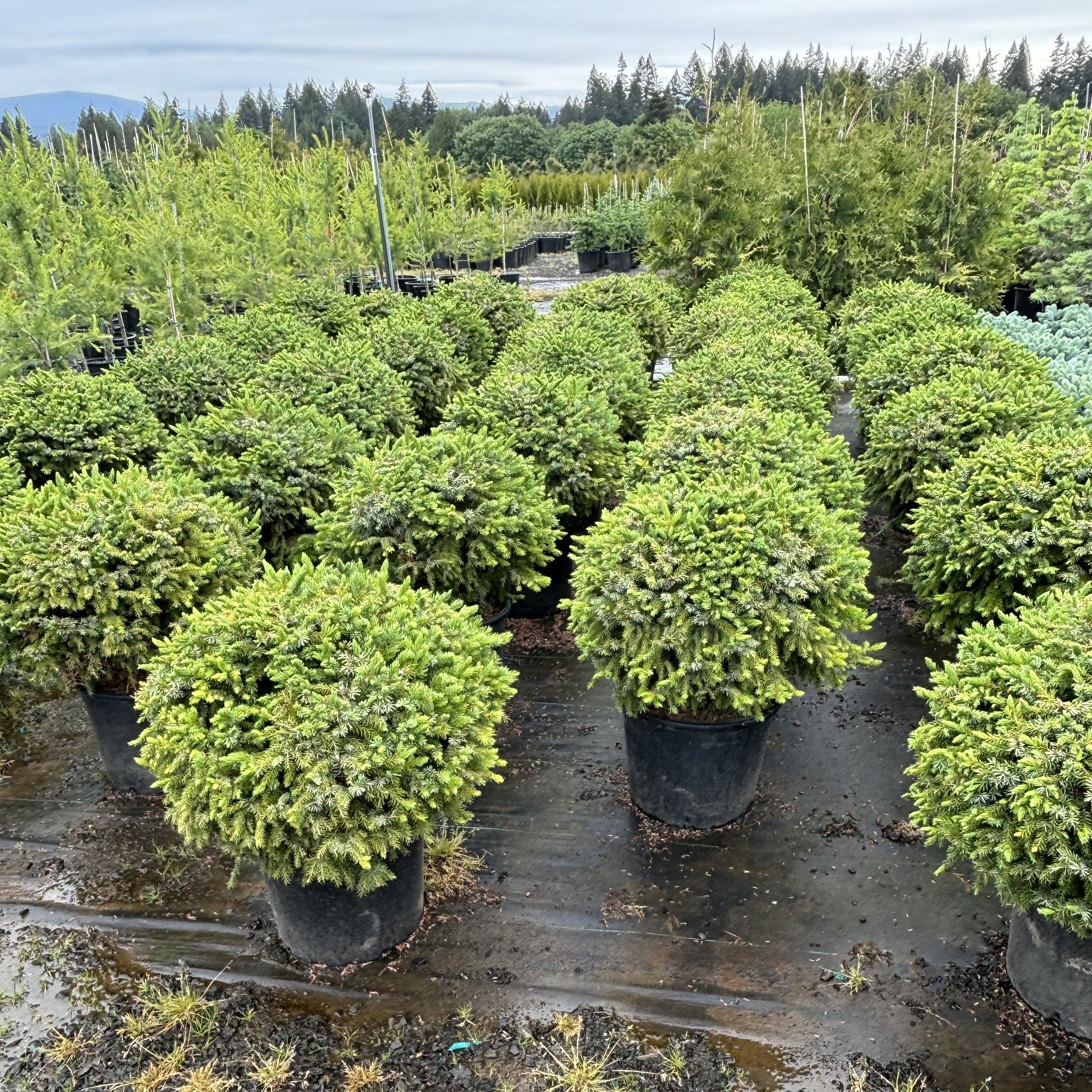 Dwarf Serbian Spruce