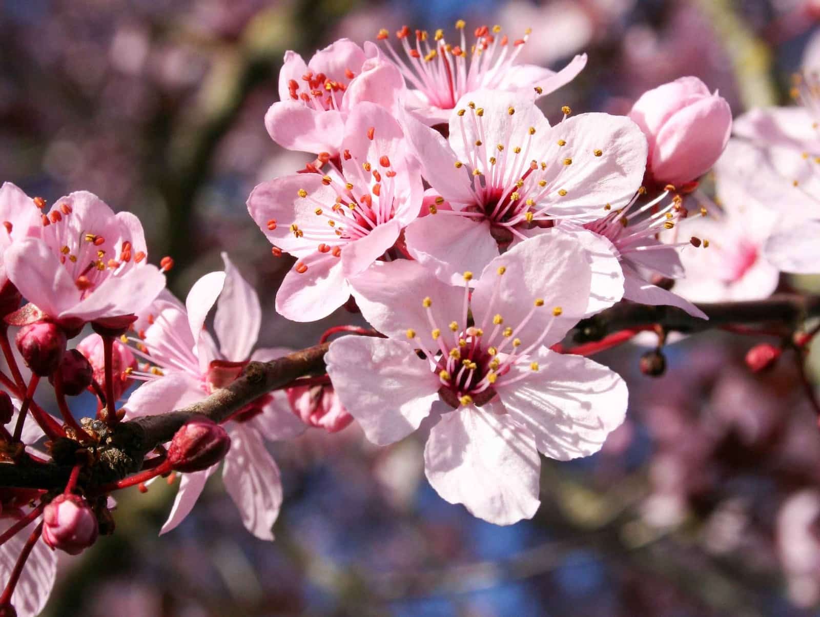 Garden Gate Nursery Wholesale Nursery in Washington