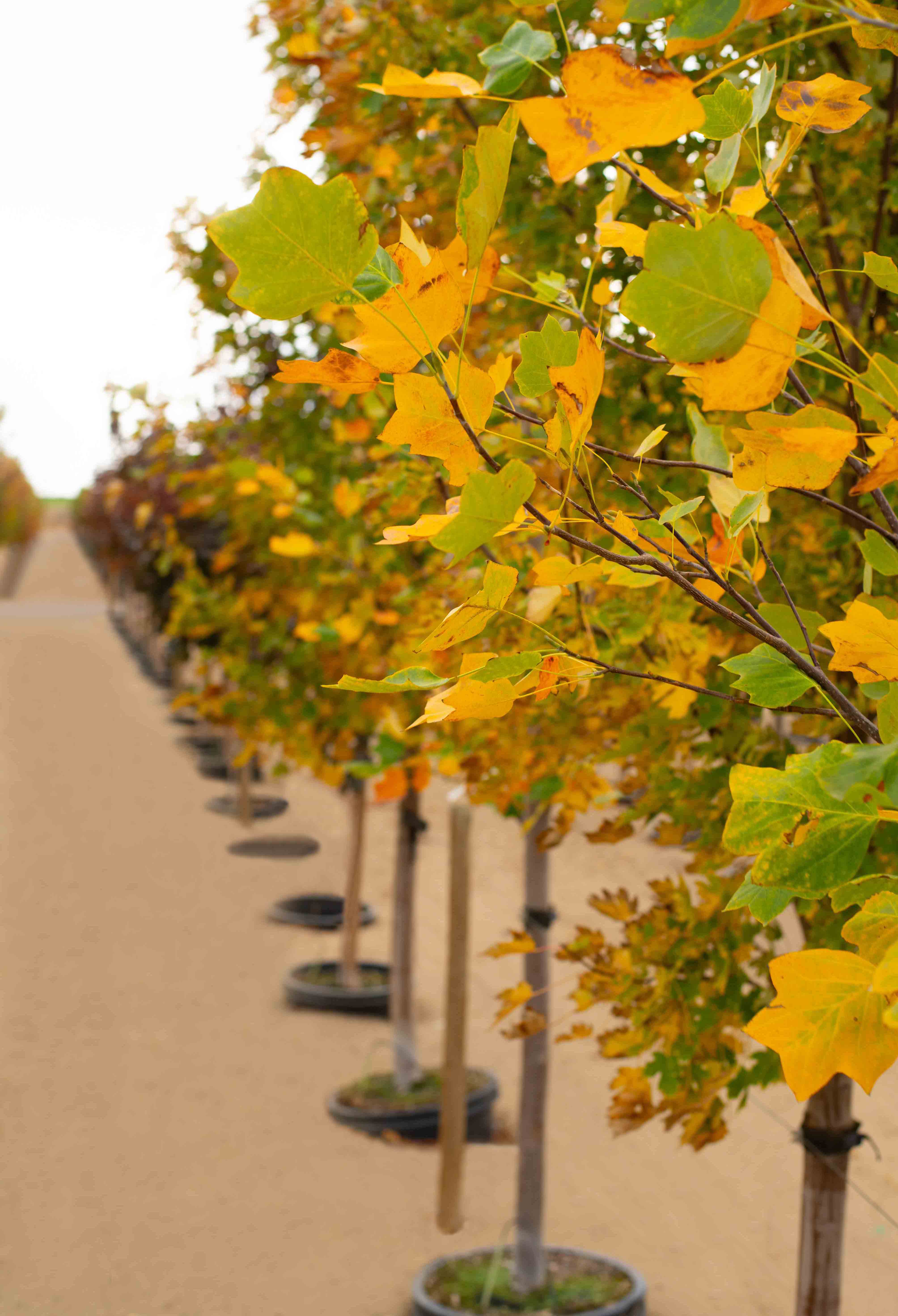 Emerald City Tulip Tree leaves in the fall
