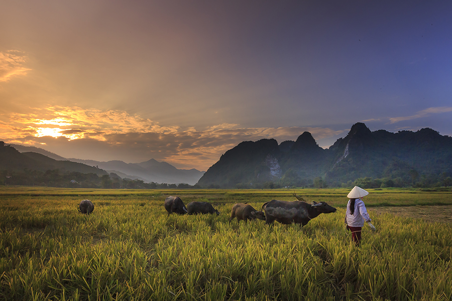 Các mùa ở Sapa: Khi nào là thời gian tốt nhất để đi? | Tour đi bộ xuyên rừng Sapa