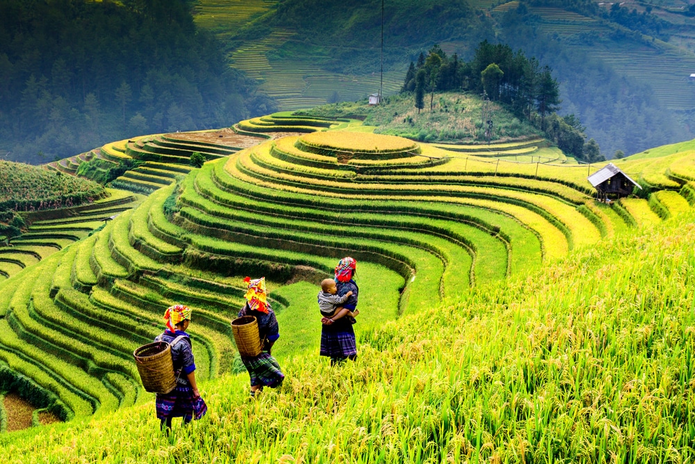 Cánh đồng lúa gần Sapa