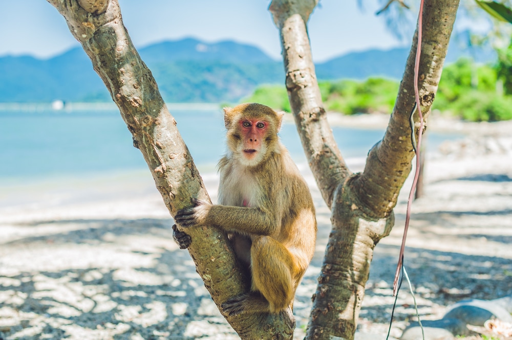 Đảo Khỉ, Nha Trang