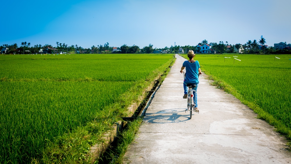 Đồng lúa Hội An