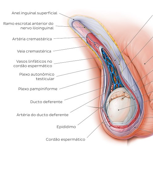 Estruturas presentes no funículo espermático, que atravessam o canal inguinal. Fonte: https://www.kenhub.com/pt/library/anatomia/sistema-reprodutor-masculino