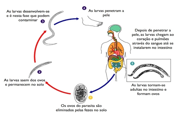 Representação do ciclo de vida dos vermes da ancilostomose. Fonte: https://www.tuasaude.com/ancilostomiase/