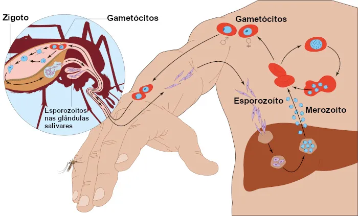 Esquema do ciclo de vida e transmissão da malária. Fonte: Mundo Educação (https://mundoeducacao.uol.com.br/doencas/malaria.htm)