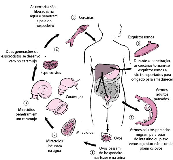 Ciclo de vida do S. mansoni. Fonte: MD Saúde (https://www.msdmanuals.com/pt/profissional/multimedia/figure/inf_schistosoma_life_cycle_pt)