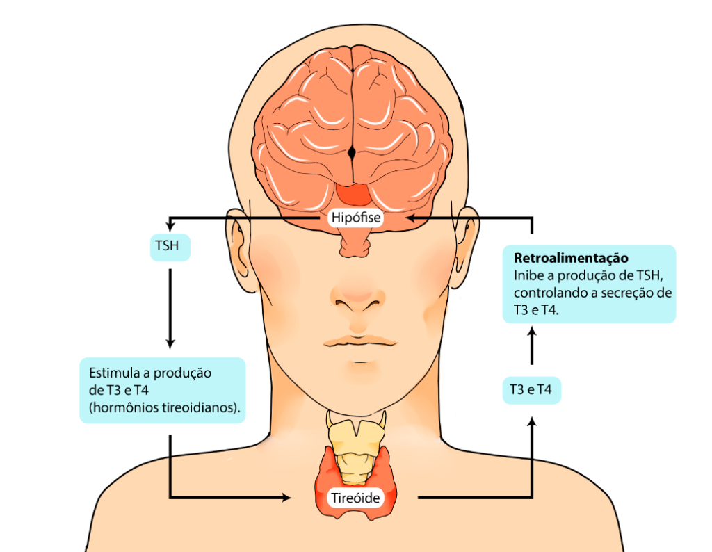 Fonte: Claúdia Braga Endocrinologia e Metabolismo (http://claudiabragaendocrinologia.com.br/endocrinologia/endocrinologia-adultos/tireoide/)