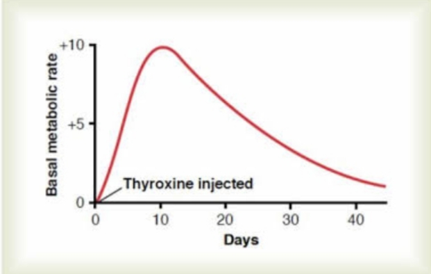 Gráfico demonstrando a relação da tiroxina com o metabolismo basal. Perceba que, após a injeção do hormônio, seu pico de ação no metabolismo basal ocorre entre 10 e 12 dias, caracterizando seu tempo de latência. Perceba ainda seu tempo prolongado de ação. Fonte: Tratado de Fisiologia Médica, 13ª edição, 2021.