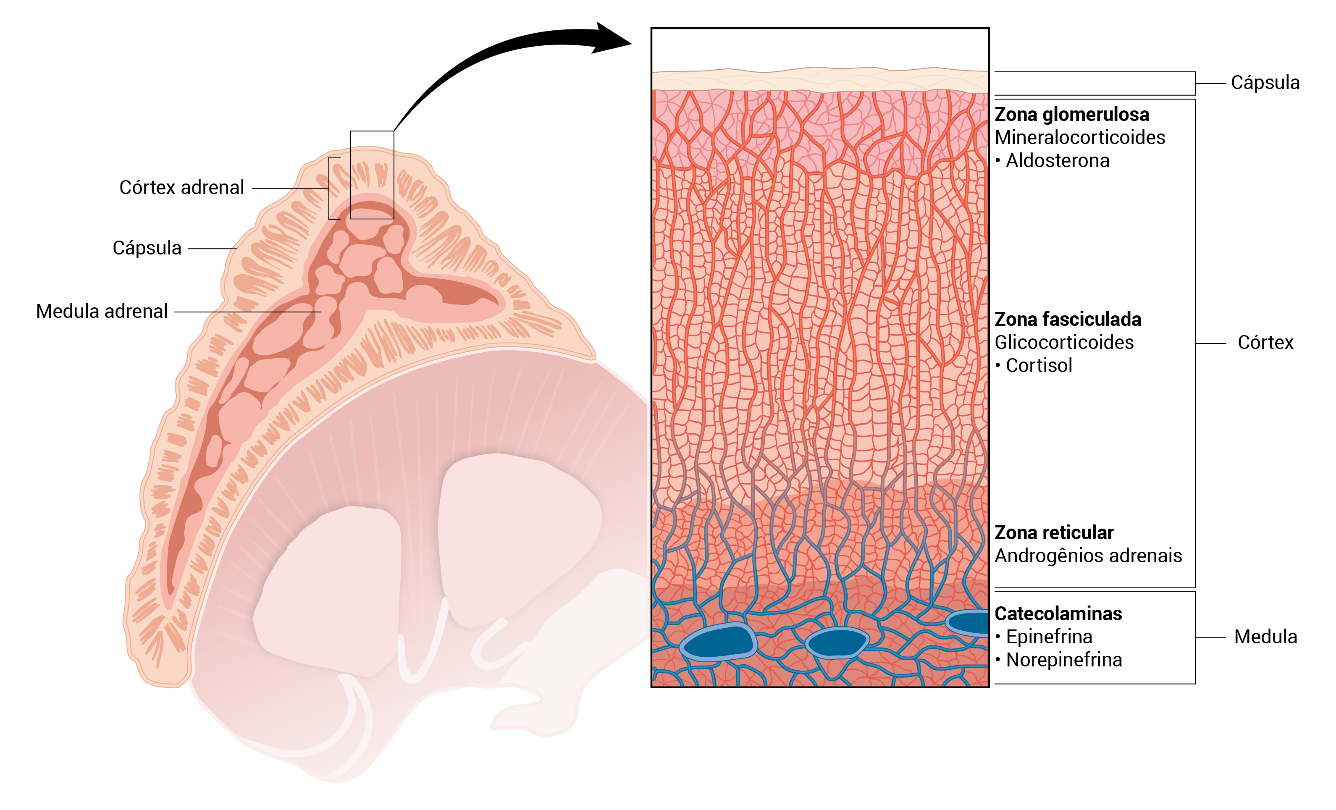 Representação das zonas do córtex da glândula adrenal. Fonte: https://www.medicinanet.com.br/conteudos/acp-medicine/7394/hipertensao_adrenal.htm