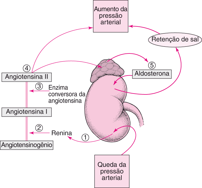 Esquema representativo do complexo renina-angiotensina-aldosterona. Fonte: https://www.msdmanuals.com/pt-pt/casa/multimedia/figure/cvs_regulating_blood_pressure_renin_pt