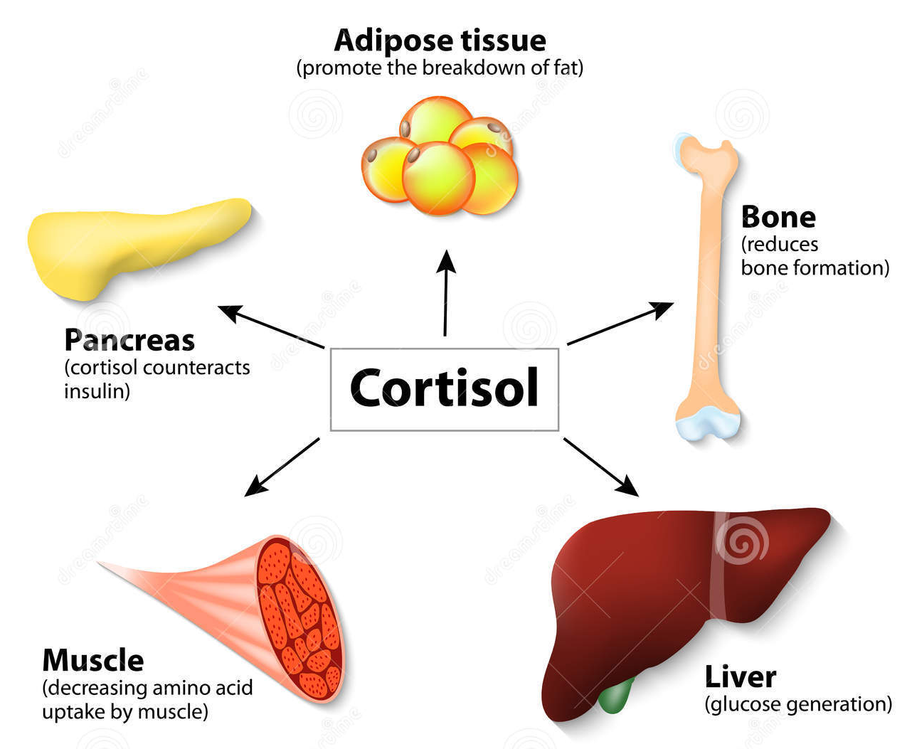 Esquema ilustrando alguns dos efeitos do cortisol no organismo. Fonte: Dreamstime