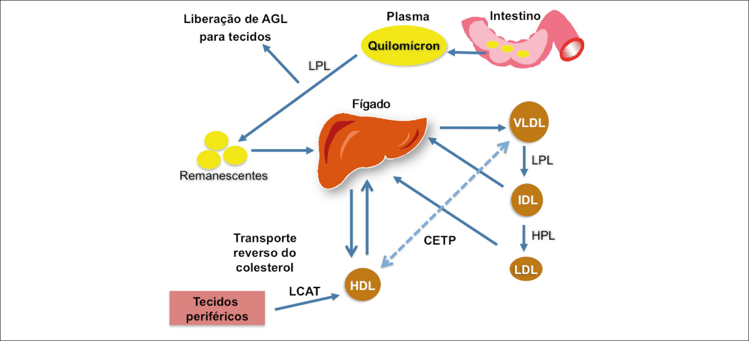 Fisiologia dos lipídios. Fonte: Diretriz Brasileira de Dislipidemia e Prevenção de Aterosclerose, 2017