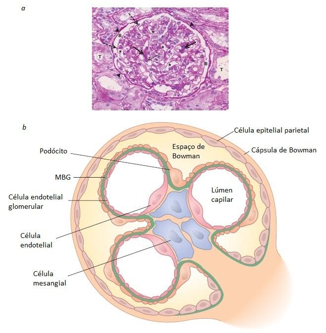 Representação do glomérulo. Fonte: https://www.medicinanet.com.br/m/conteudos/acp-medicine/5274/doencas_glomerulares_%E2%80%93_roman_gb_bonegio_david_j_salant.htm