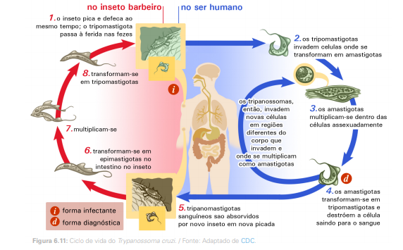 Ciclo de vida do T. cruzi. Fonte: https://www.passeidireto.com/arquivo/75976642/ciclo-de-vida-doenca-de-chagas