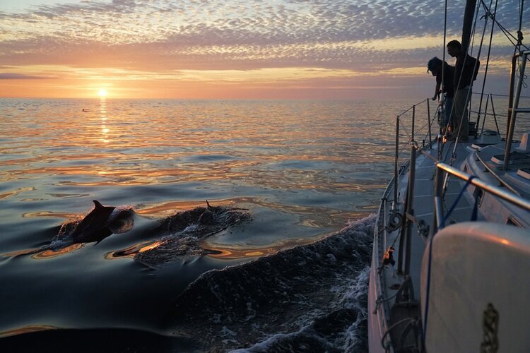 sunset-dolphins.jpg