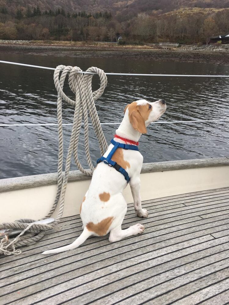 Odin on deck.jpeg