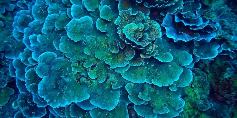 Coral - protect it please!