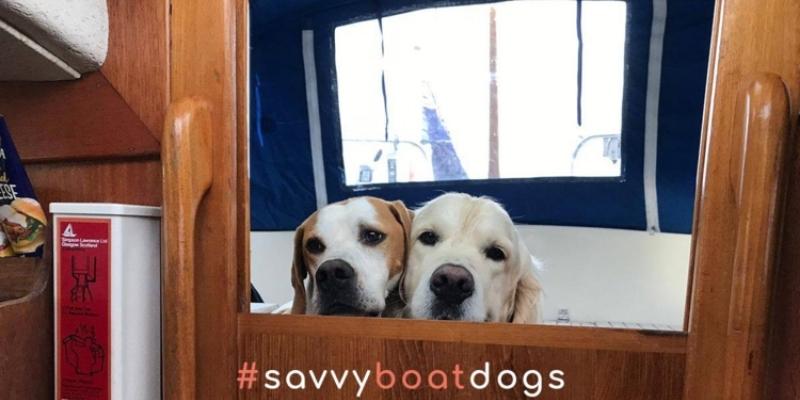savvy boat dogs