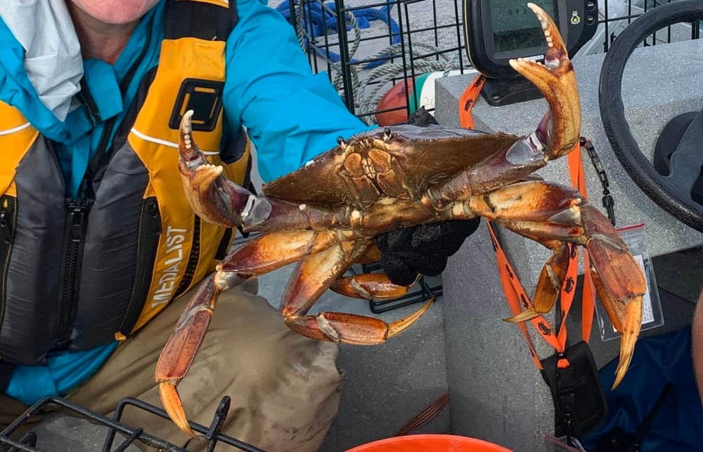 Crab season is here