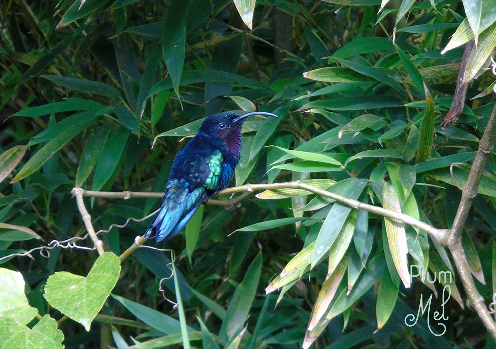 symbolique colibri logo