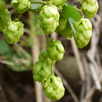 Brasserie de la Vallée — brasserie artisanale à VERNON