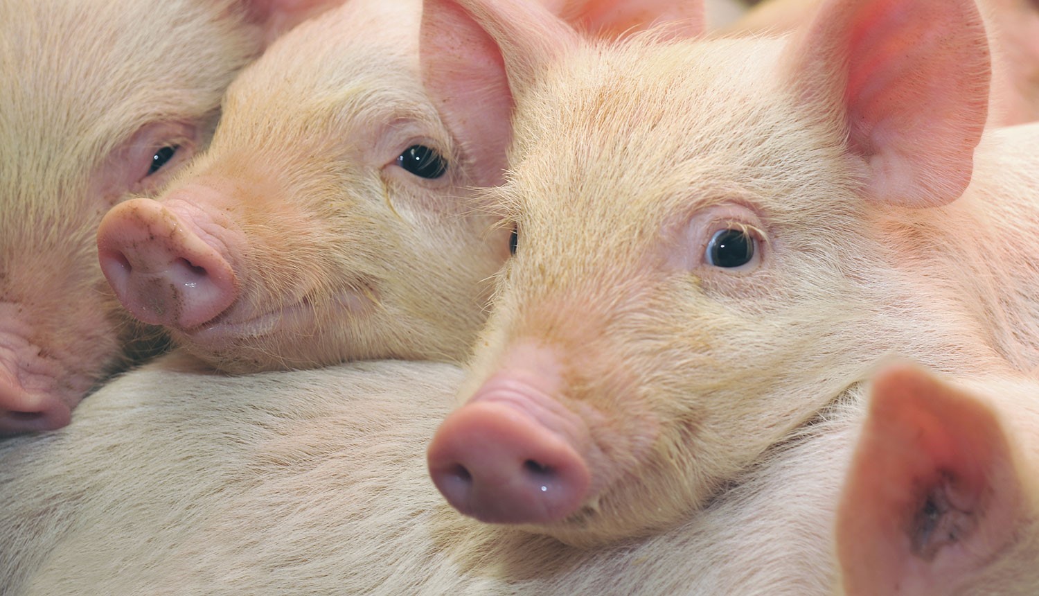 Pigs’ need to be fed a balanced daily diet to ensure optimum health