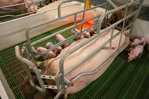 Pig farmers say new Govt proposals could 'wipe out the industry'