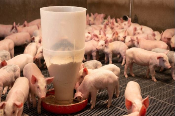 Imports of 'unethical' pork undercutting NZ animal welfare standards, NZ Pork says