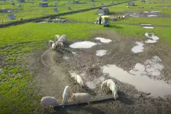 Mass pig graves being dug as pork industry on brink of collapse