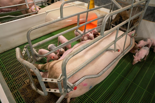 Press Release: ACT New Zealand - Kiwi pork needs our support
