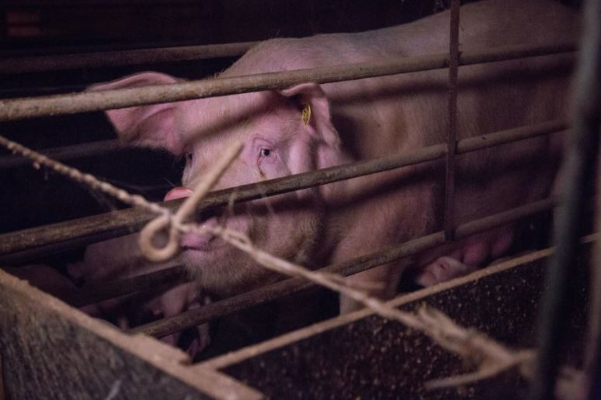 Pig problems and the debate over farrowing crates