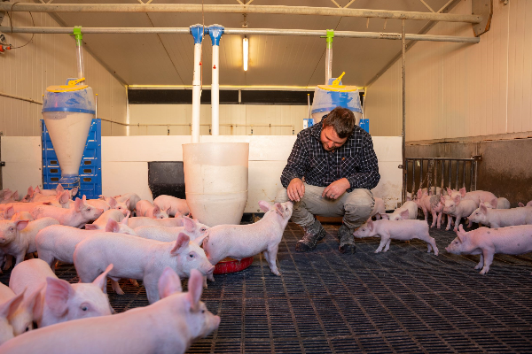 NZ Pork Industry welcomes extension to consultation on draft code of welfare