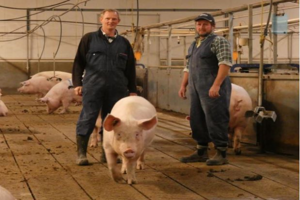 Draft welfare codes causing stress for pig farmers