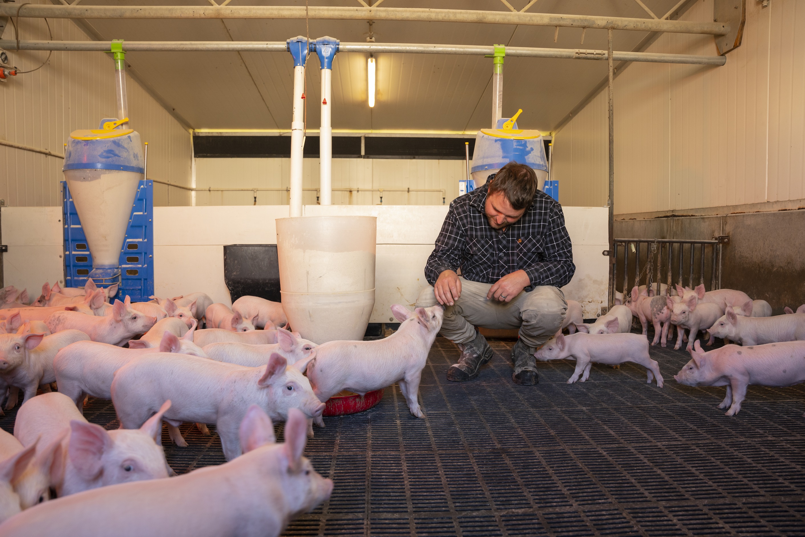 high-volumes-of-imported-pork-are-failing-to-meet-new-zealand-animal