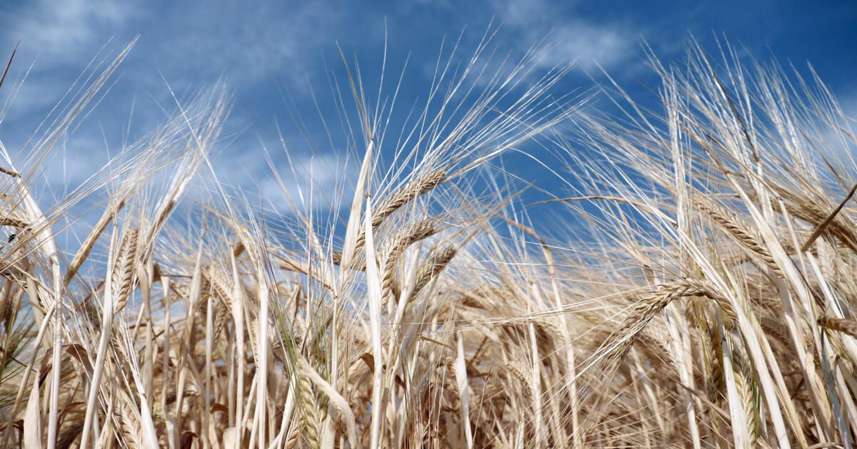 What You Need to Know About Fillers in Dog Food