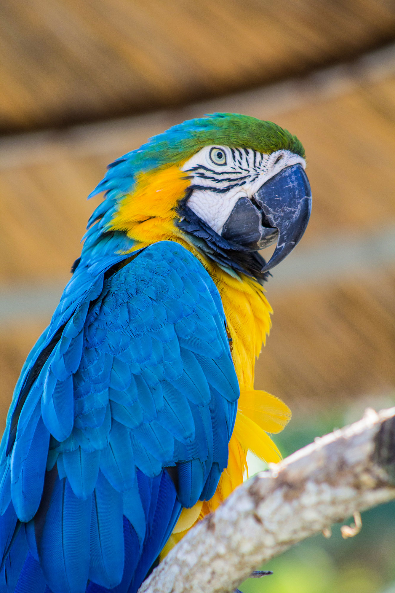 Blue Macaw