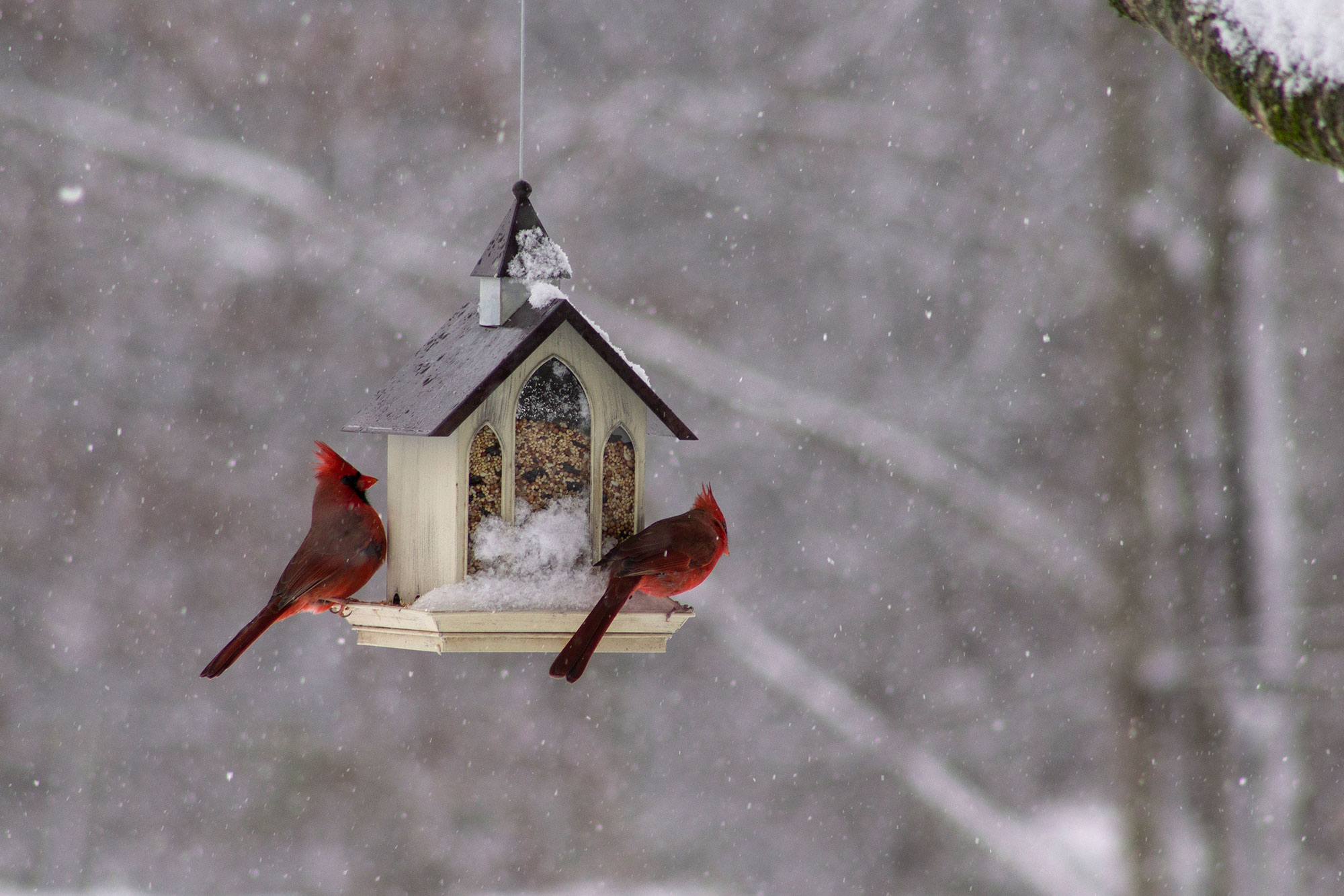 Cardinals in the Snow