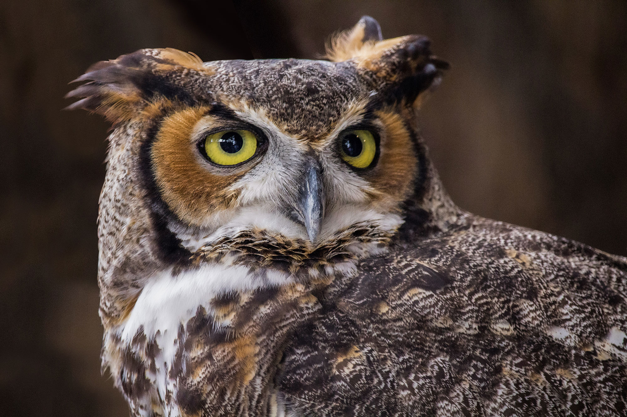 Great Horned Owl