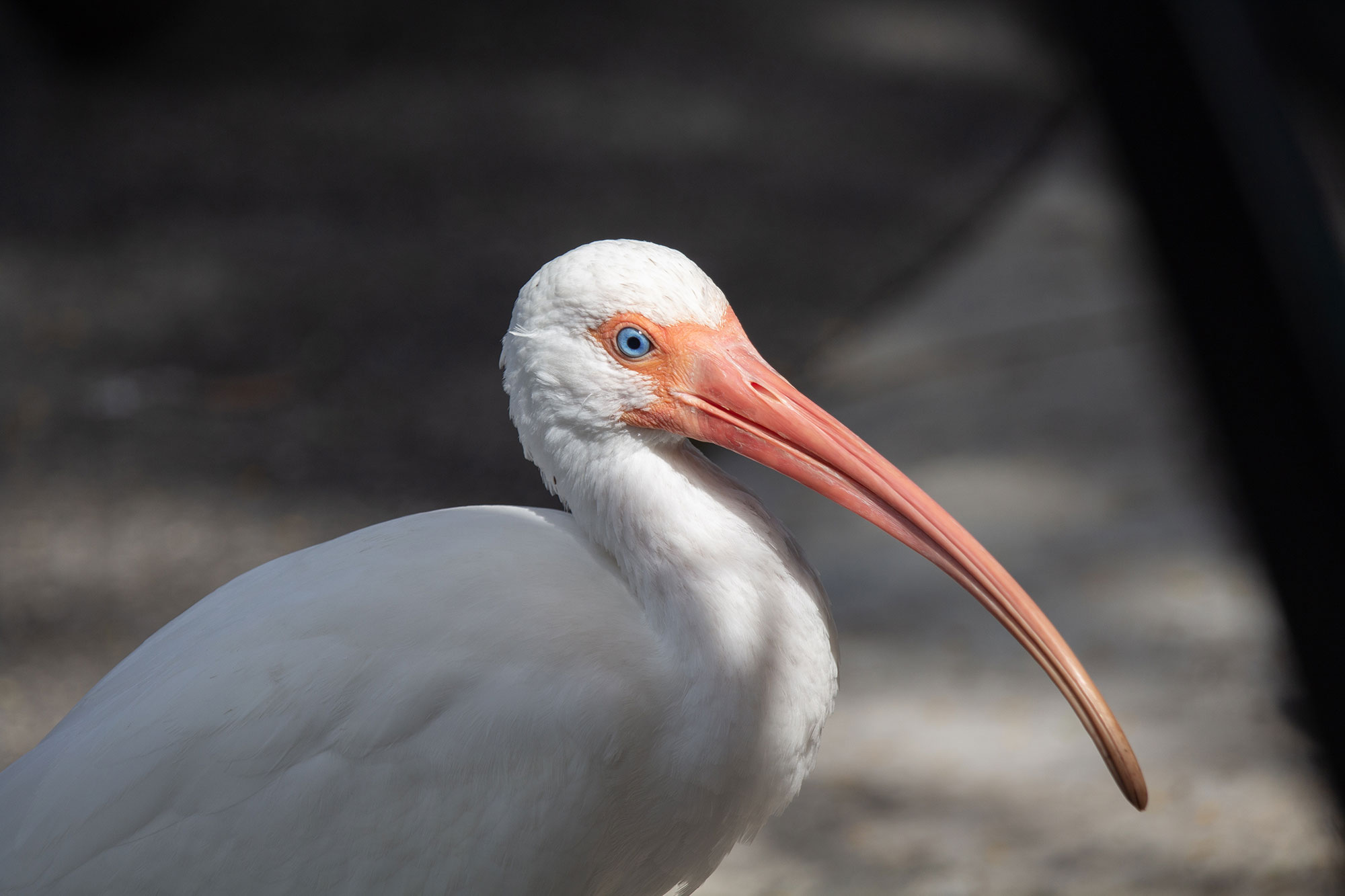 Ibis in the Sun