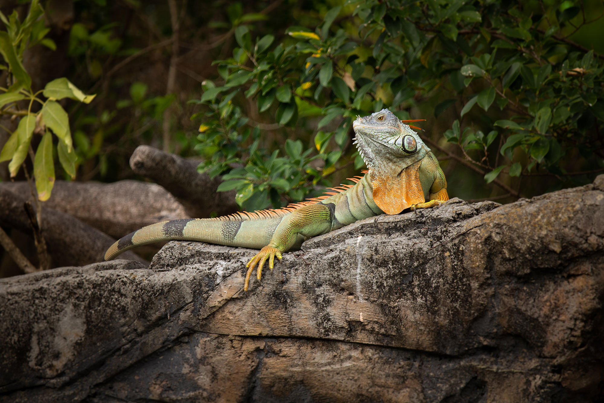 Iguana Sunning on a Rock