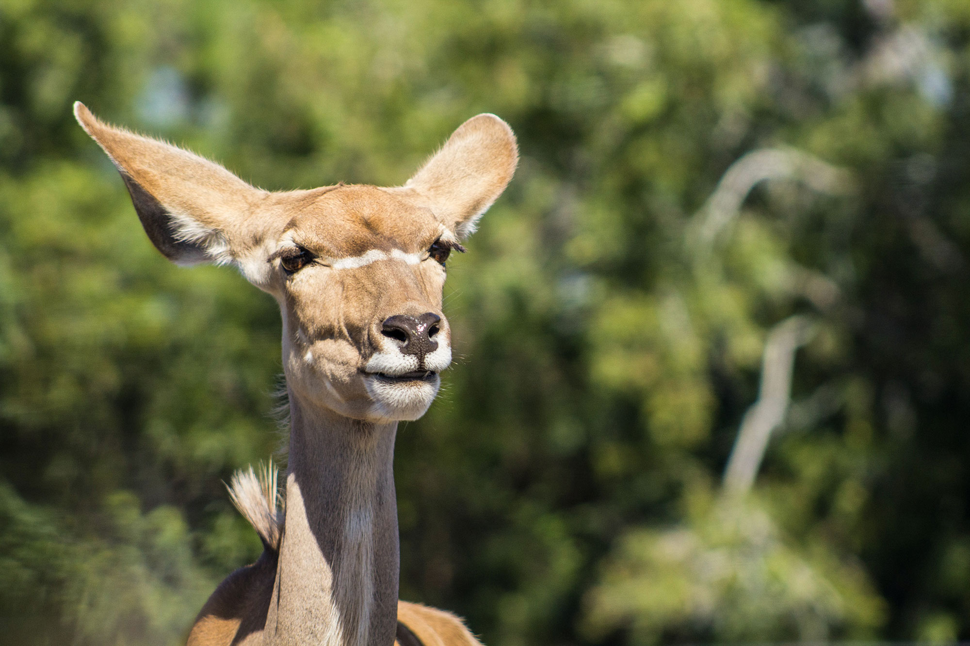 Kudu Portrait