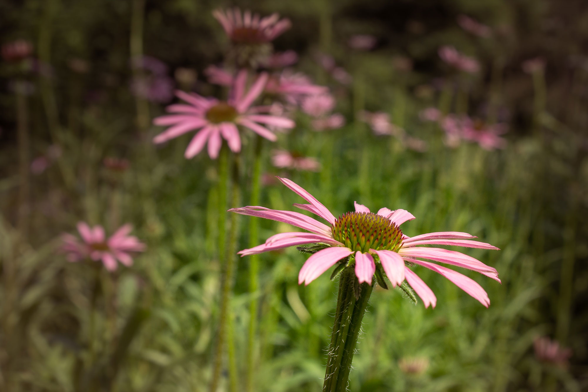 Pink Daisies