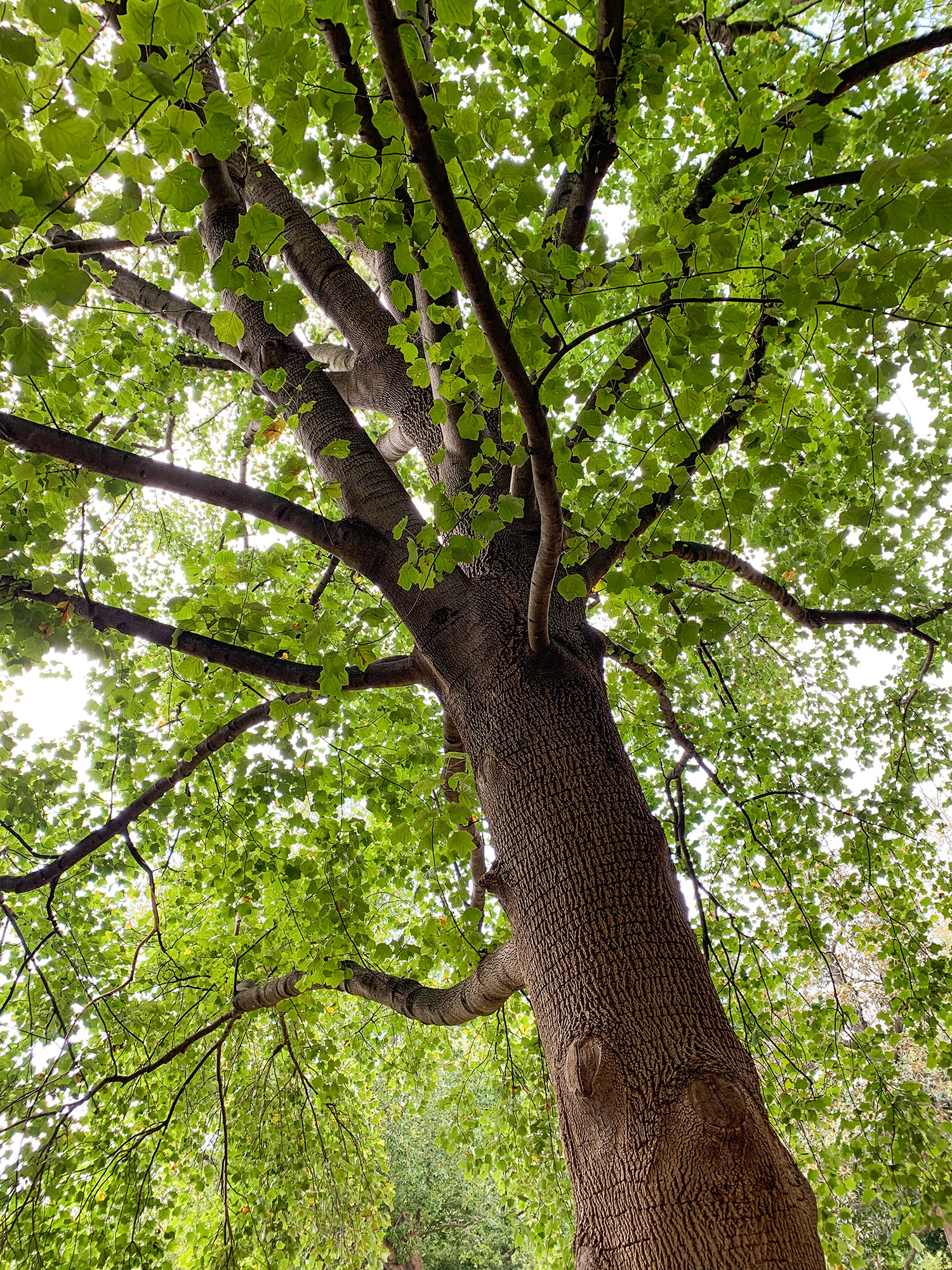 Beautiful Virginia Tree