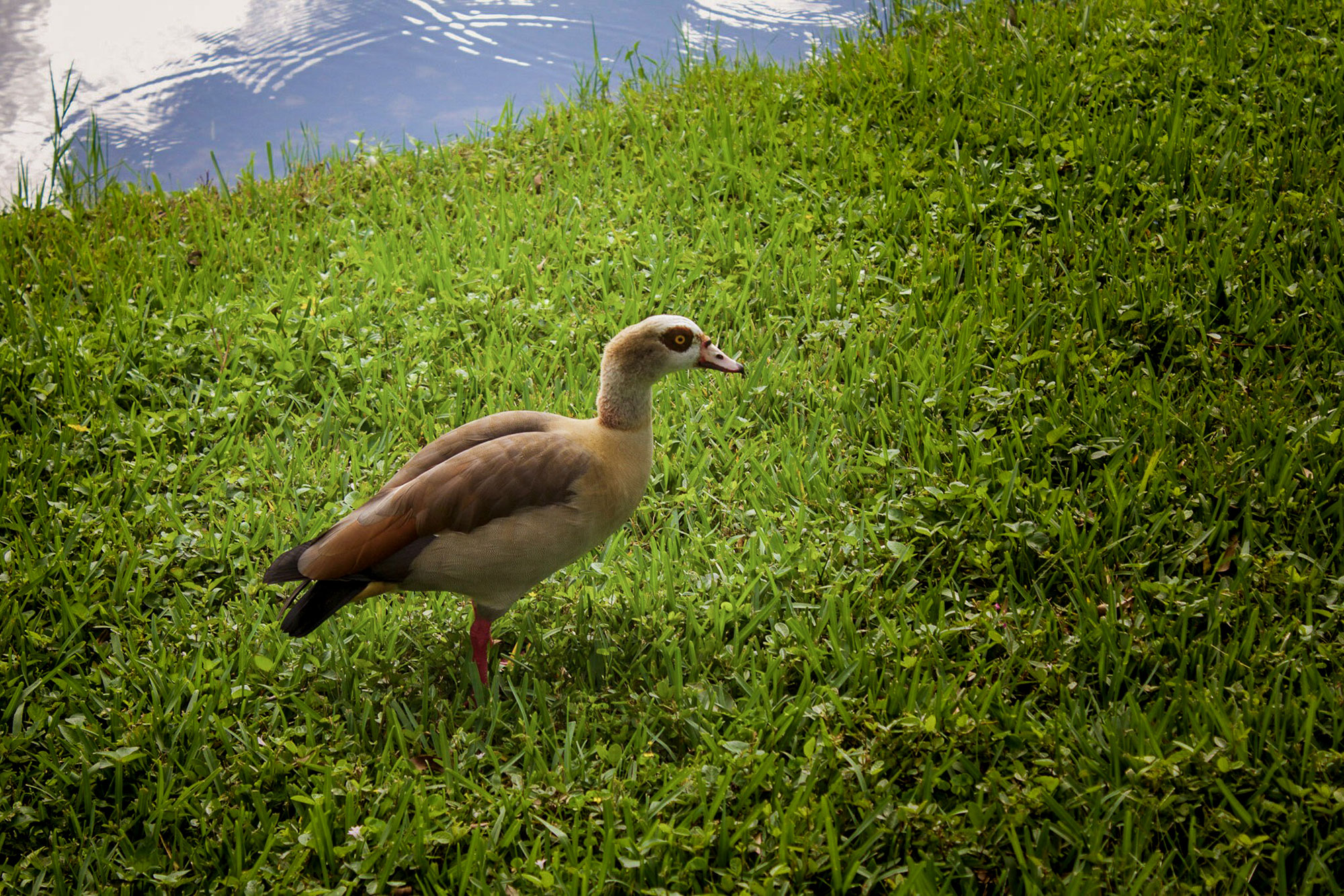 Egyptian Goose