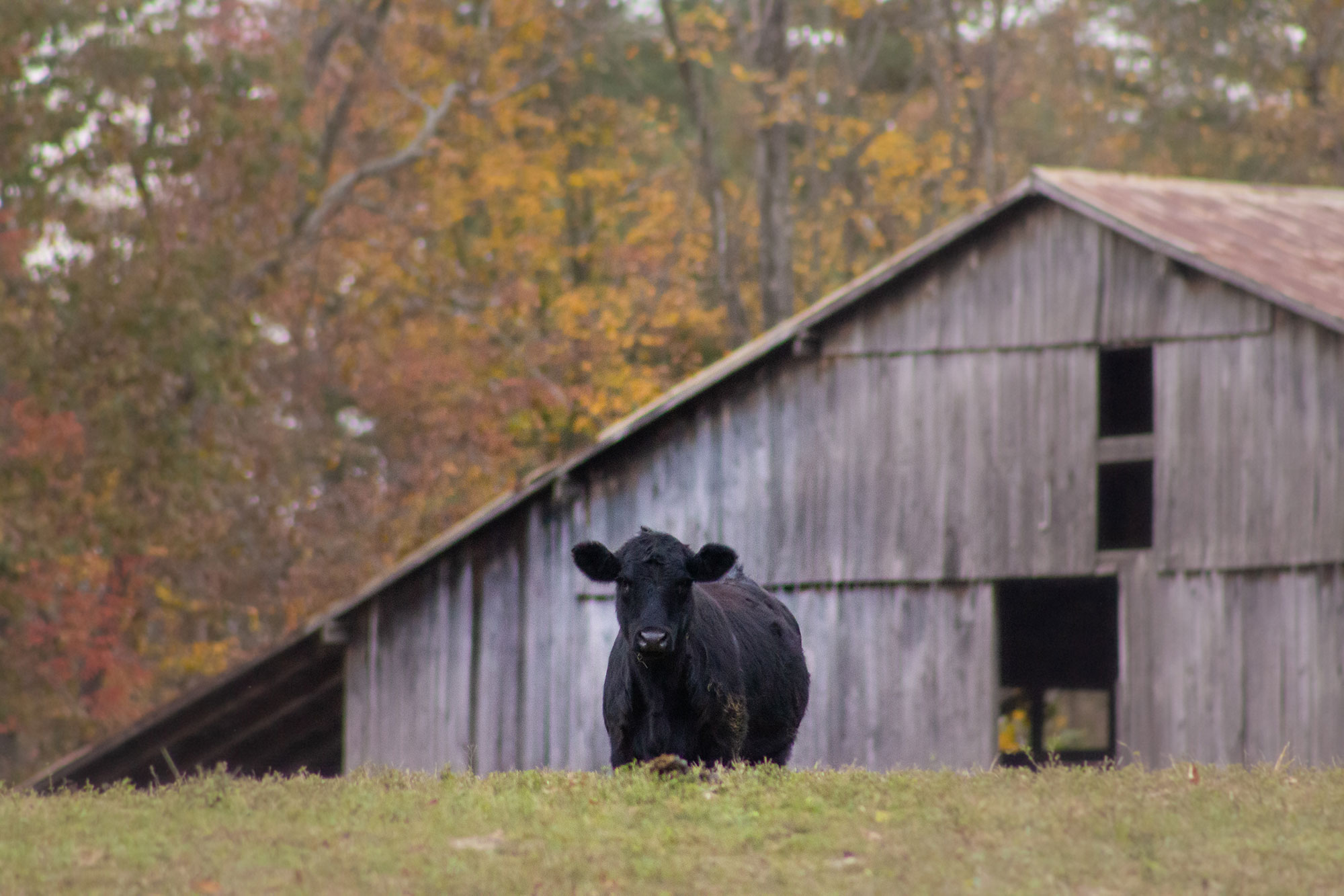 Neighborhood Cow & Barn