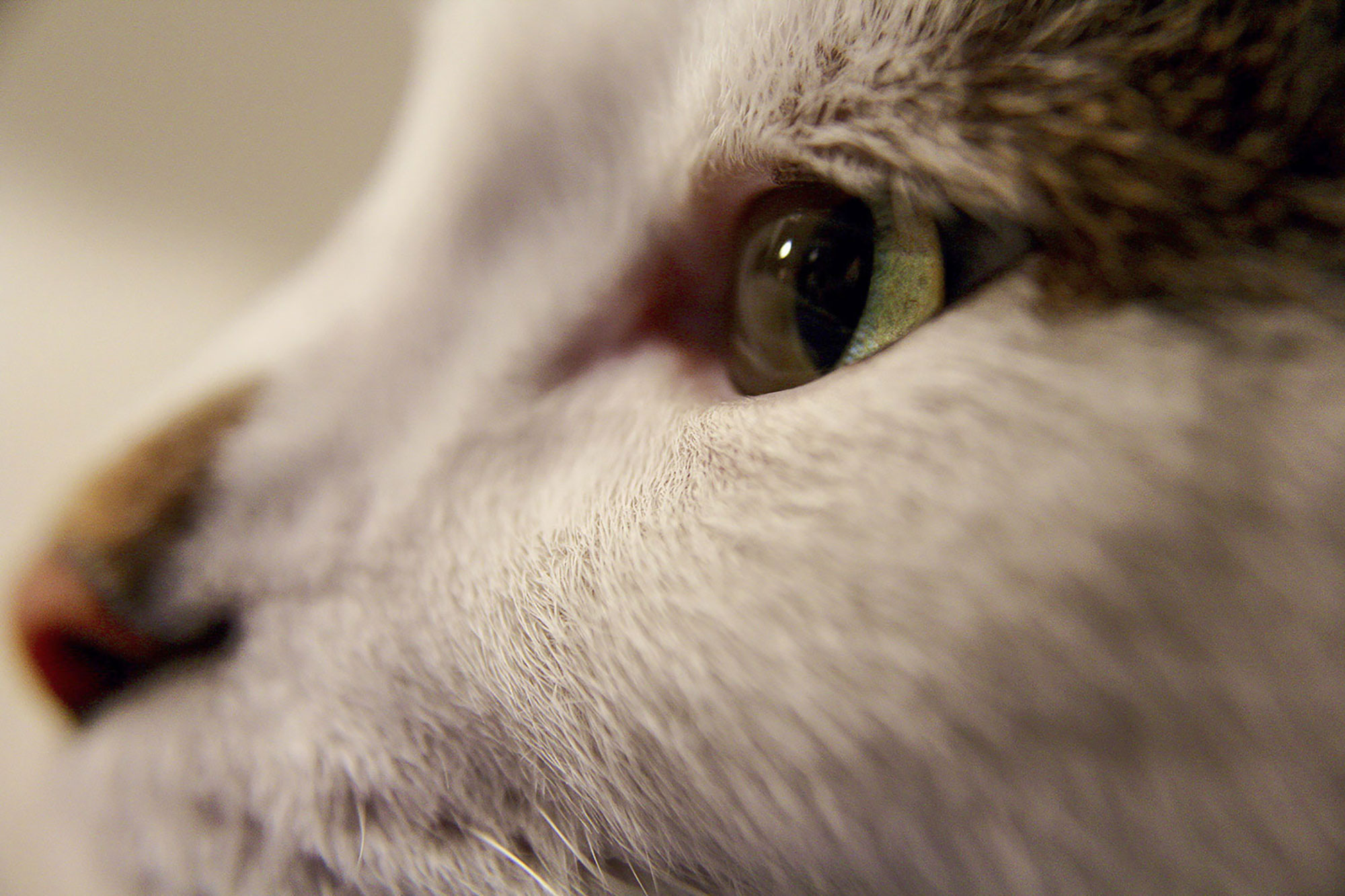 Waffles Close Up