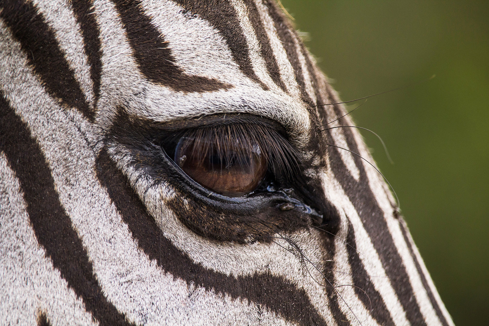 Zebra Soul