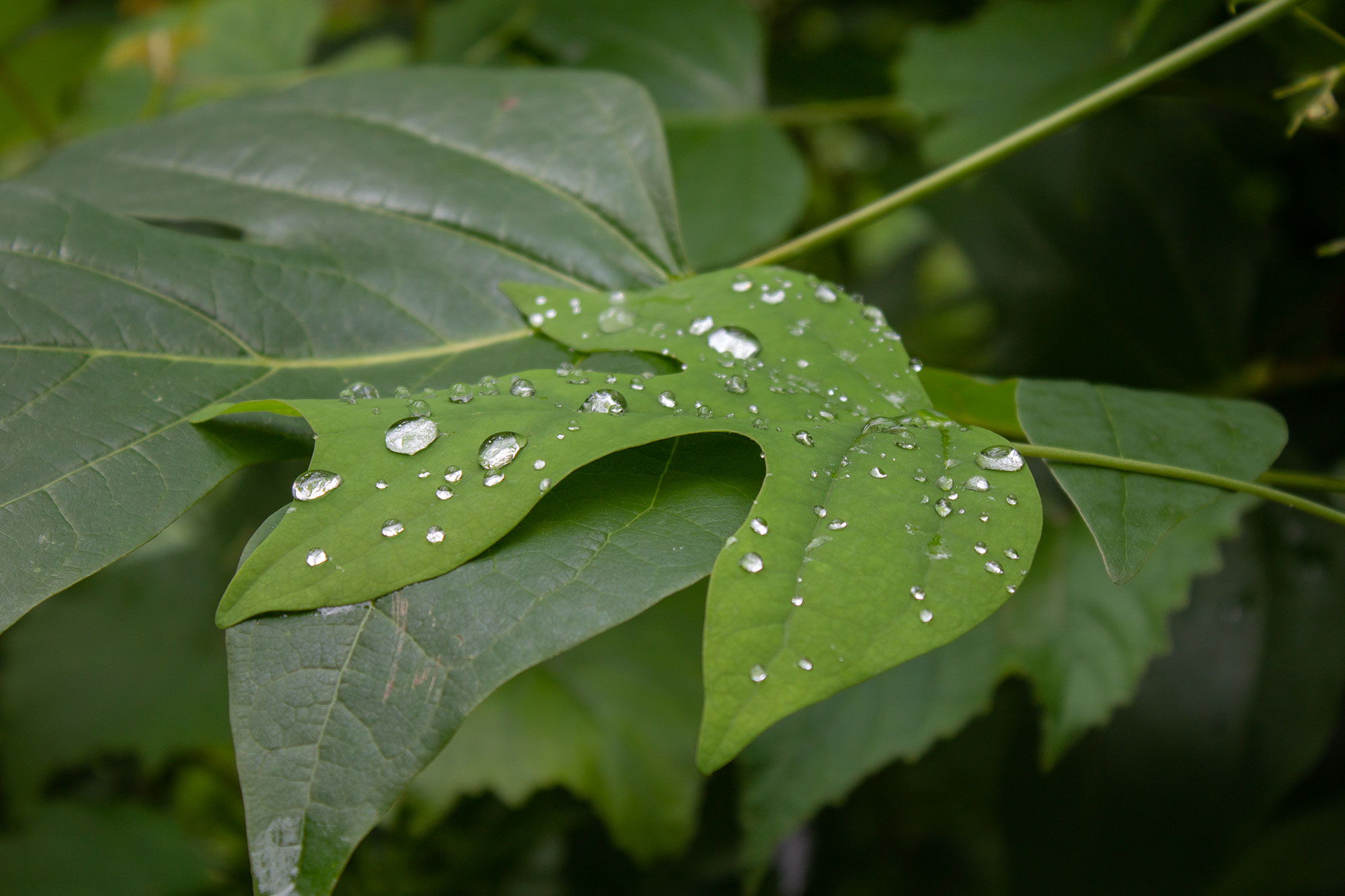 Leaf with Dew