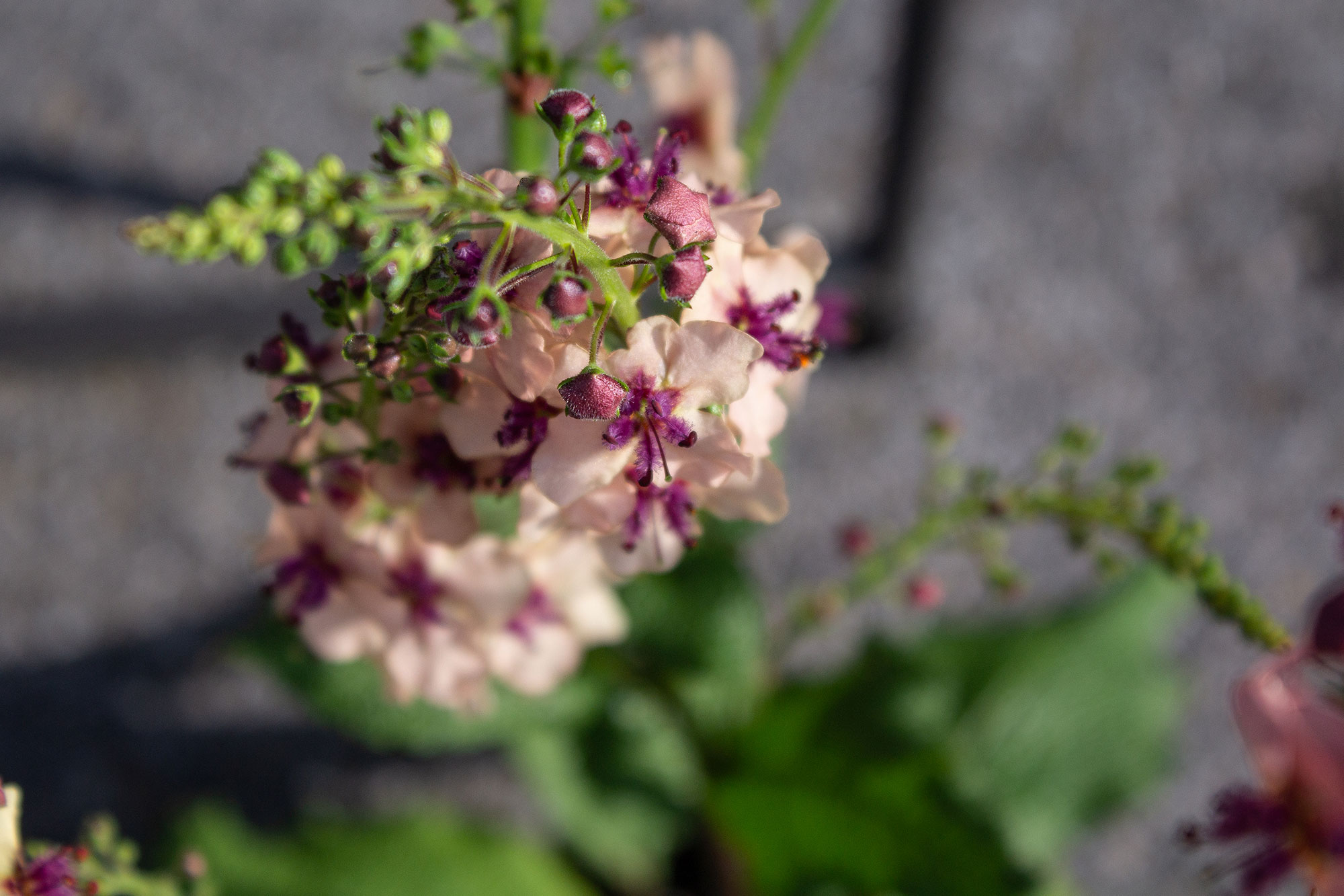 Light Pink & Purple Flower cluster